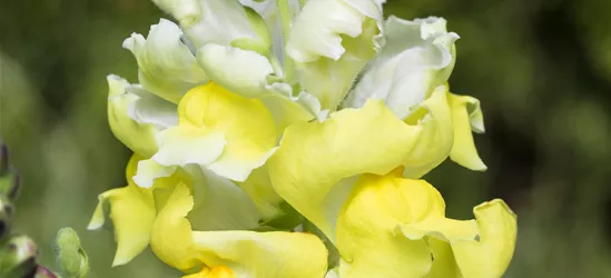 Antirrhinum majus, gelb