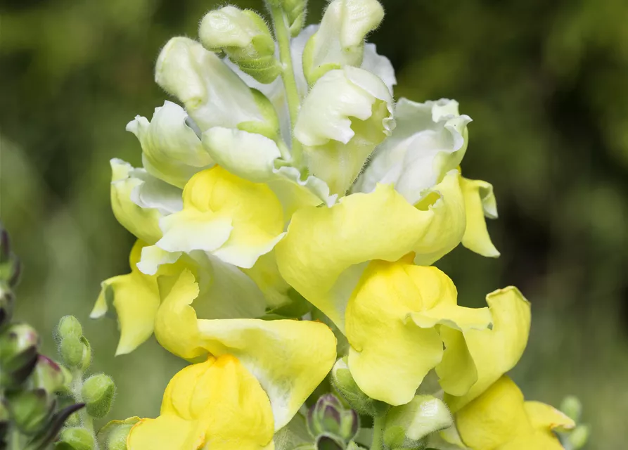 Antirrhinum majus, gelb