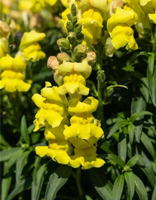 Antirrhinum majus, gelb