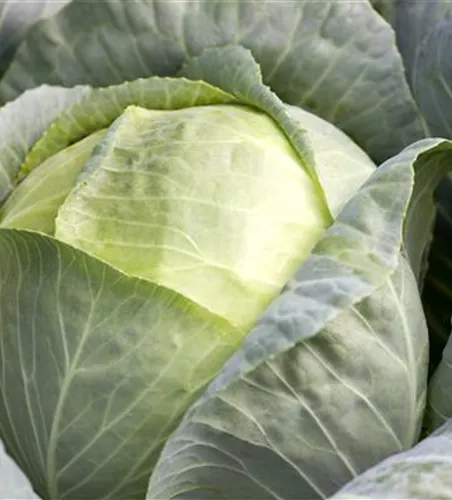 Brassica oleracea var. capitata f. alba