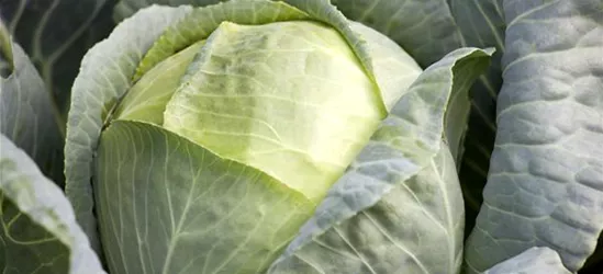 Brassica oleracea var. capitata f. alba