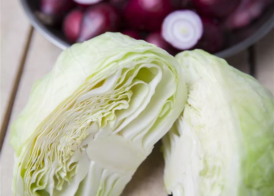 Brassica oleracea var. capitata f. alba