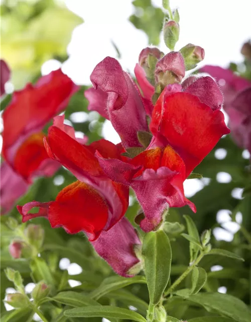 Antirrhinum majus, rot