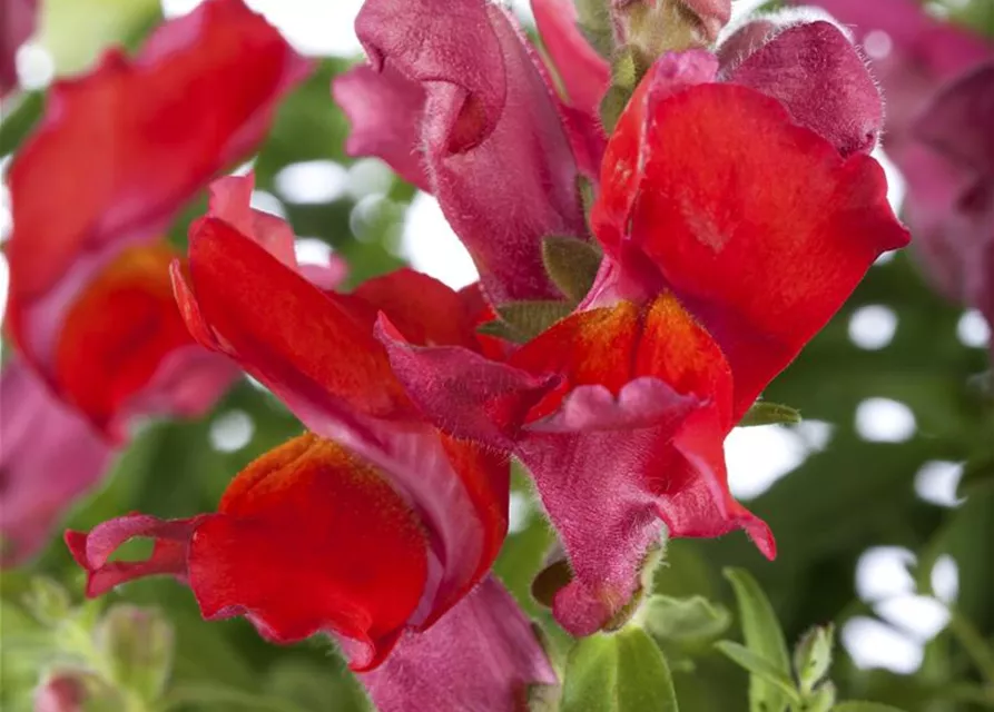 Antirrhinum majus, rot