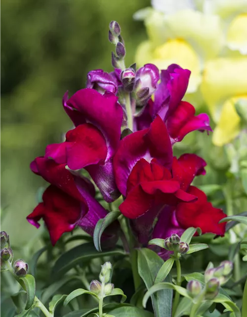 Antirrhinum majus, rot