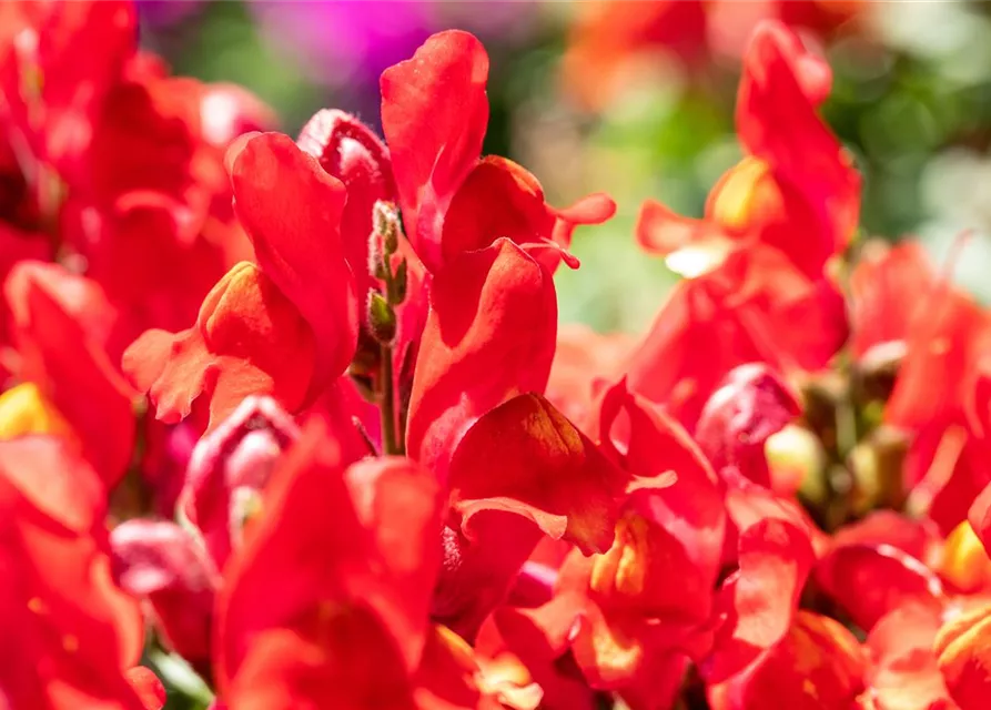 Antirrhinum majus, rot