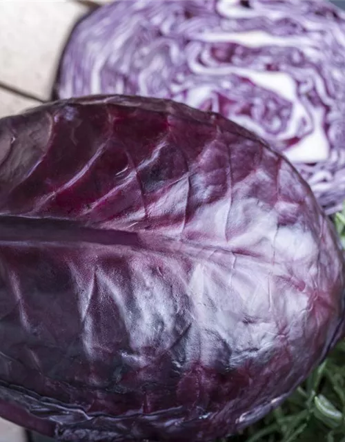 Brassica oleracea var. capitata f. rubra