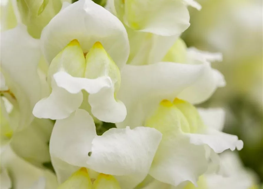 Antirrhinum majus, weiß