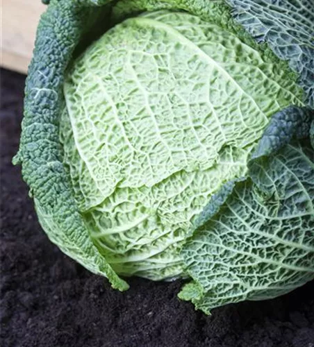 Brassica oleracea var. capitata var. sabauda