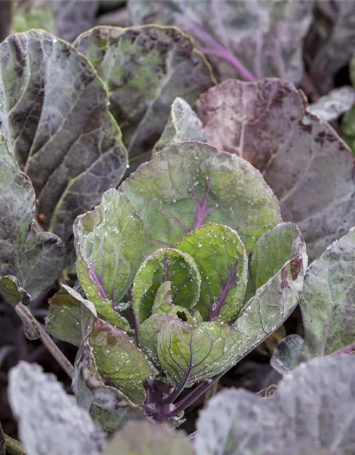 Brassica oleracea var. gemmifera