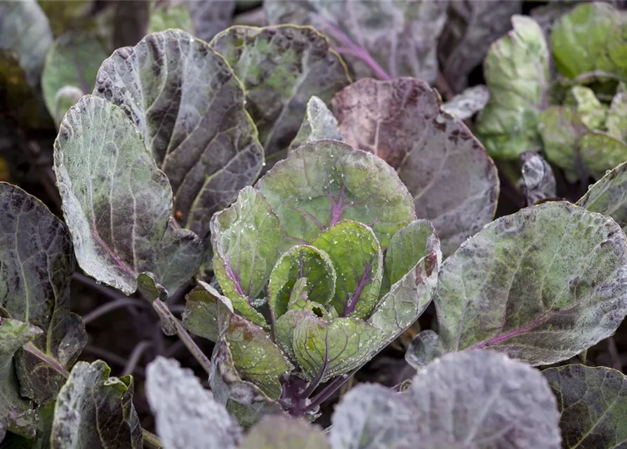 Brassica oleracea var. gemmifera