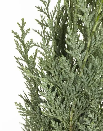 Chamaecyparis lawsoniana