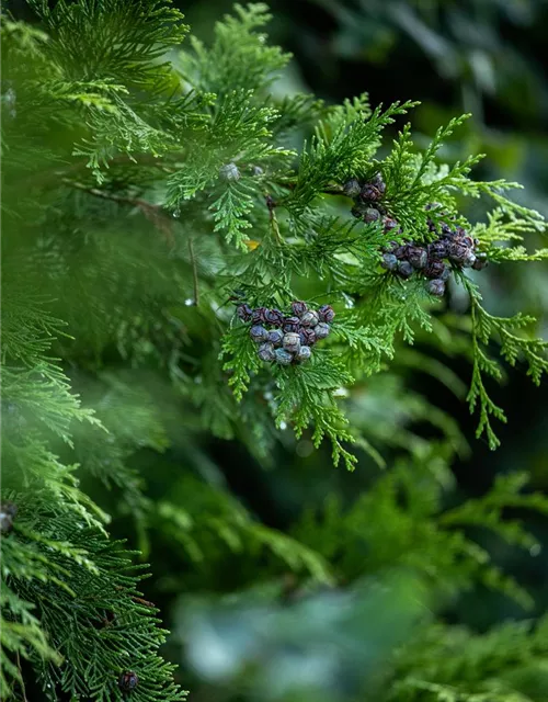 Chamaecyparis lawsoniana