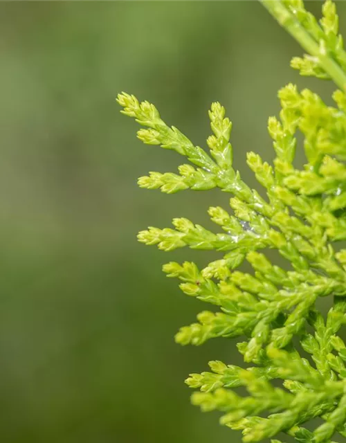 Chamaecyparis lawsoniana