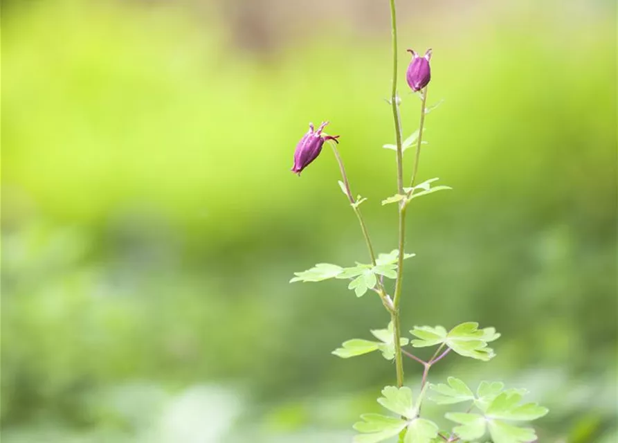 Aquilegia vulgaris