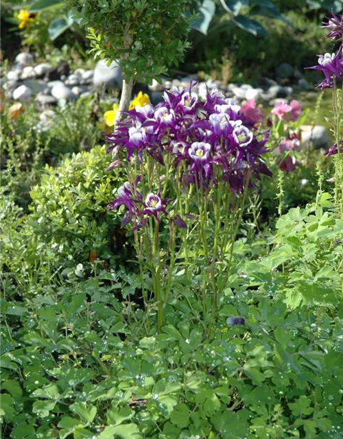 Aquilegia vulgaris