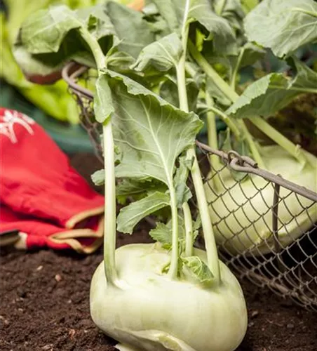 Brassica oleracea var. gongylodes