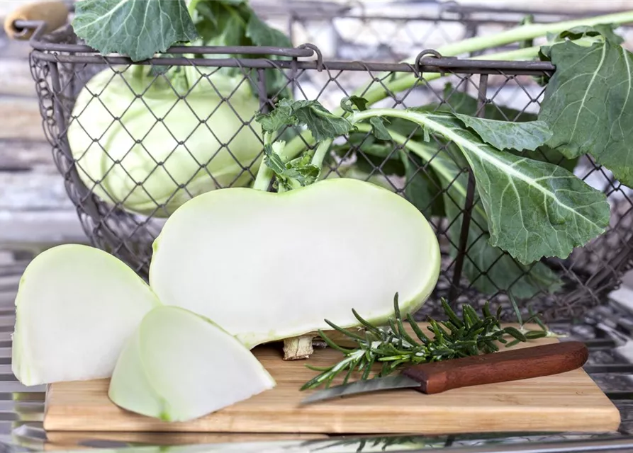 Brassica oleracea var. gongylodes