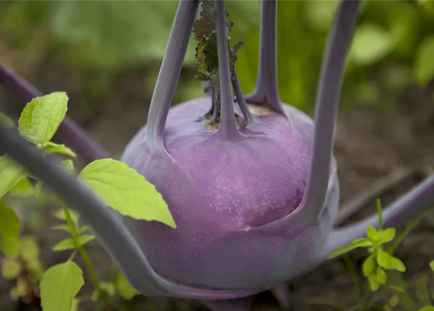 Brassica oleracea var. gongylodes