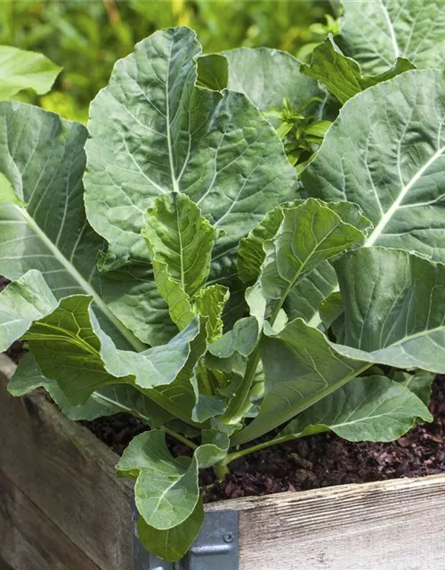 Brassica oleracea var. gongylodes