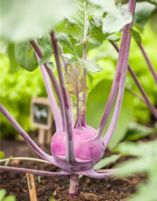 Brassica oleracea var. gongylodes