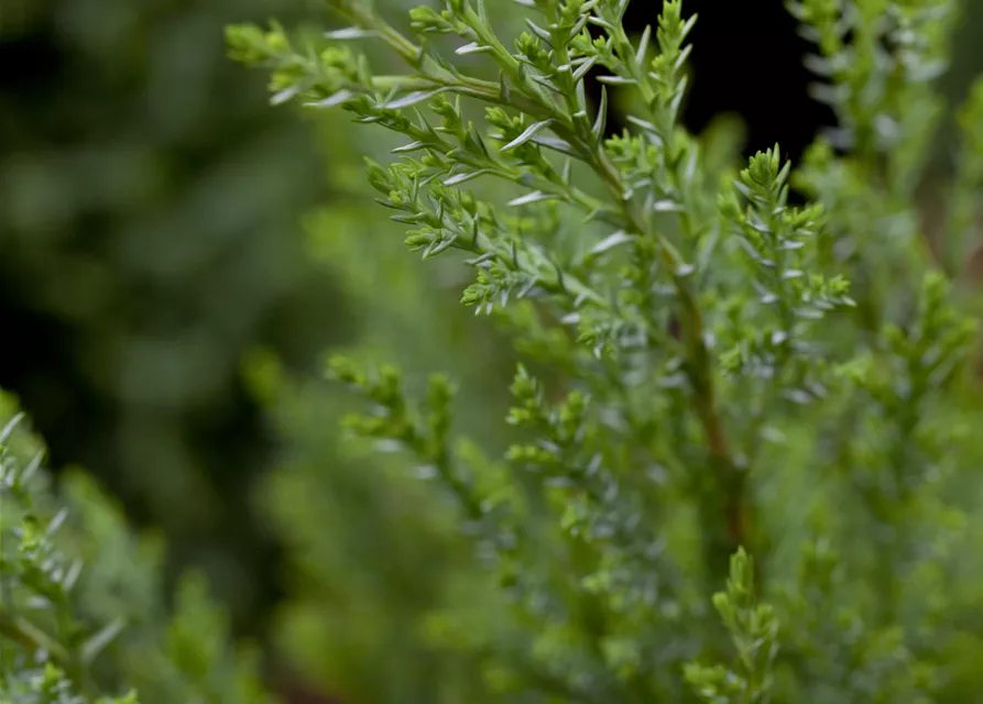 Chamaecyparis lawsoniana 'Ellwoodii'