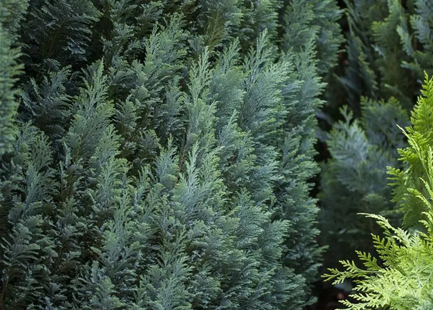 Chamaecyparis lawsoniana 'Ellwoodii'