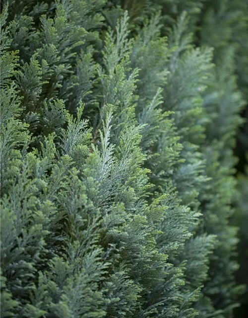 Chamaecyparis lawsoniana 'Ellwoodii'