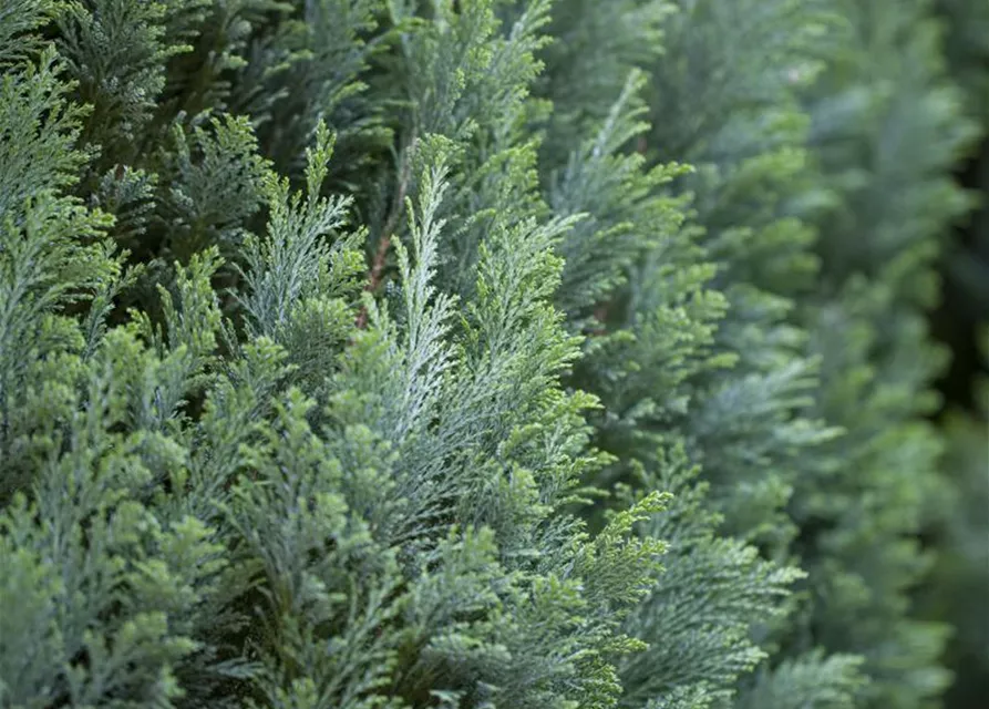 Chamaecyparis lawsoniana 'Ellwoodii'