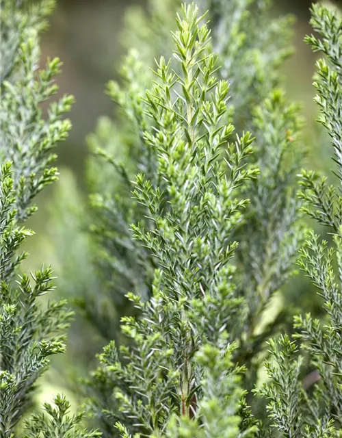 Chamaecyparis lawsoniana 'Ellwoodii'