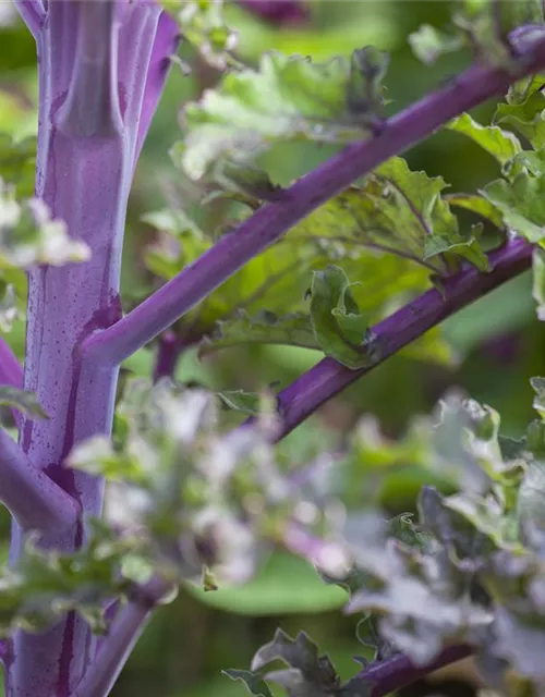 Brassica oleracea var. sabellica