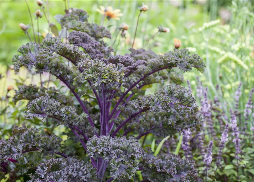 Brassica oleracea var. sabellica