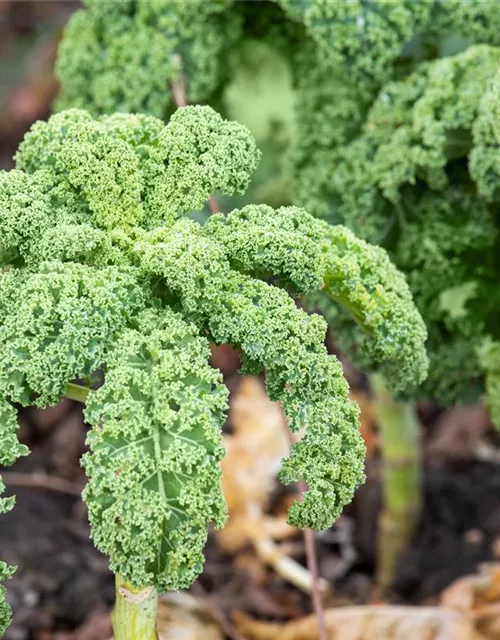 Brassica oleracea var. sabellica