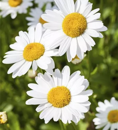 Argyranthemum frutescens