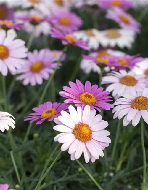 Argyranthemum frutescens