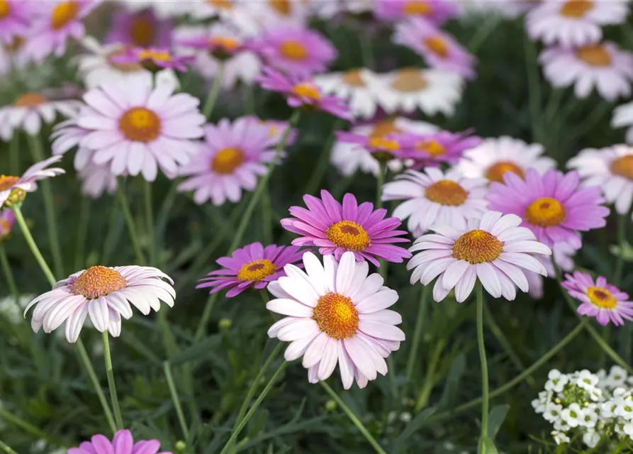 Argyranthemum frutescens