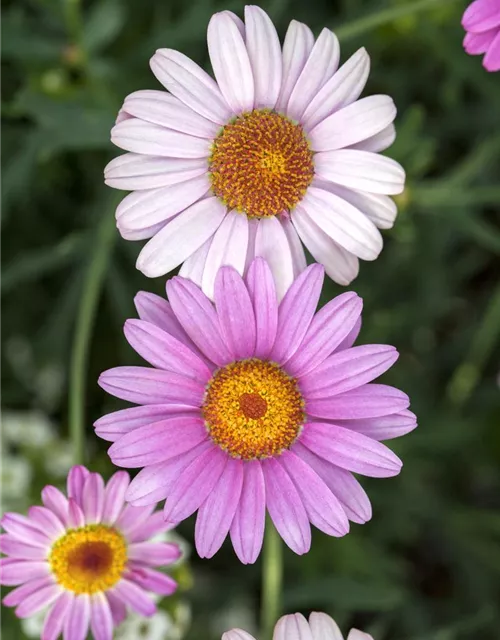 Argyranthemum frutescens