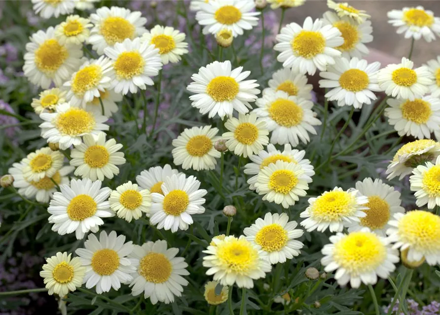 Argyranthemum frutescens