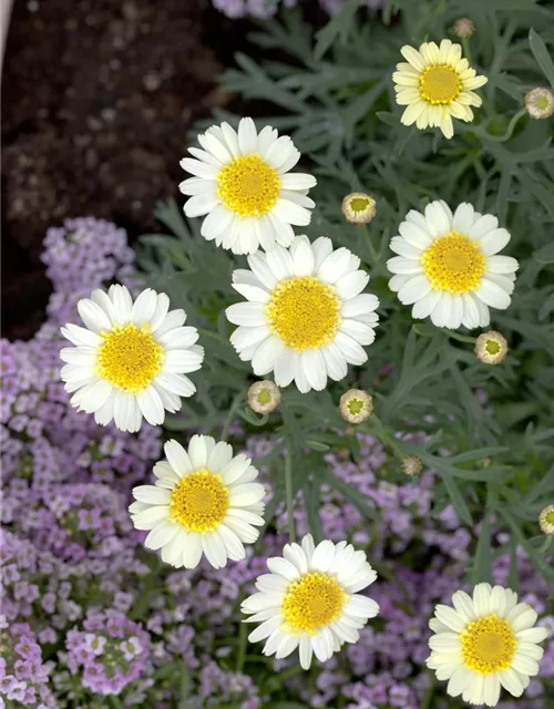 Argyranthemum frutescens