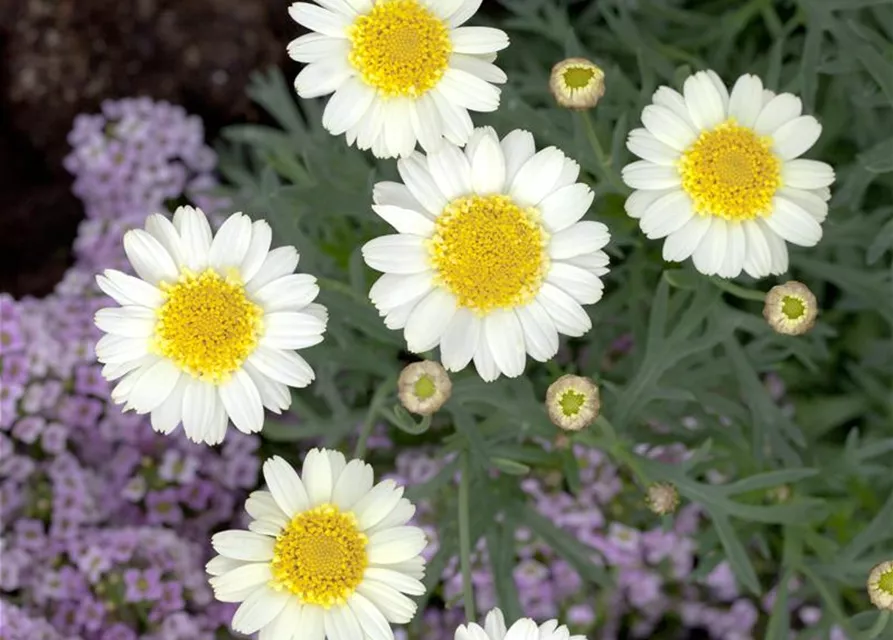 Argyranthemum frutescens