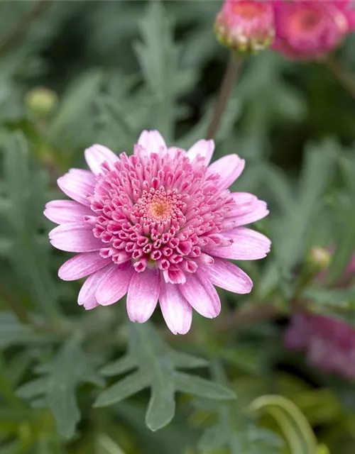 Argyranthemum frutescens