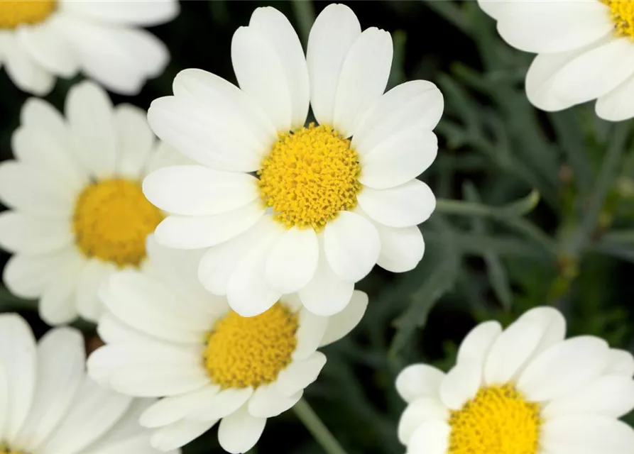 Argyranthemum frutescens