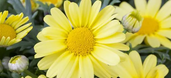 Argyranthemum frutescens, gelb