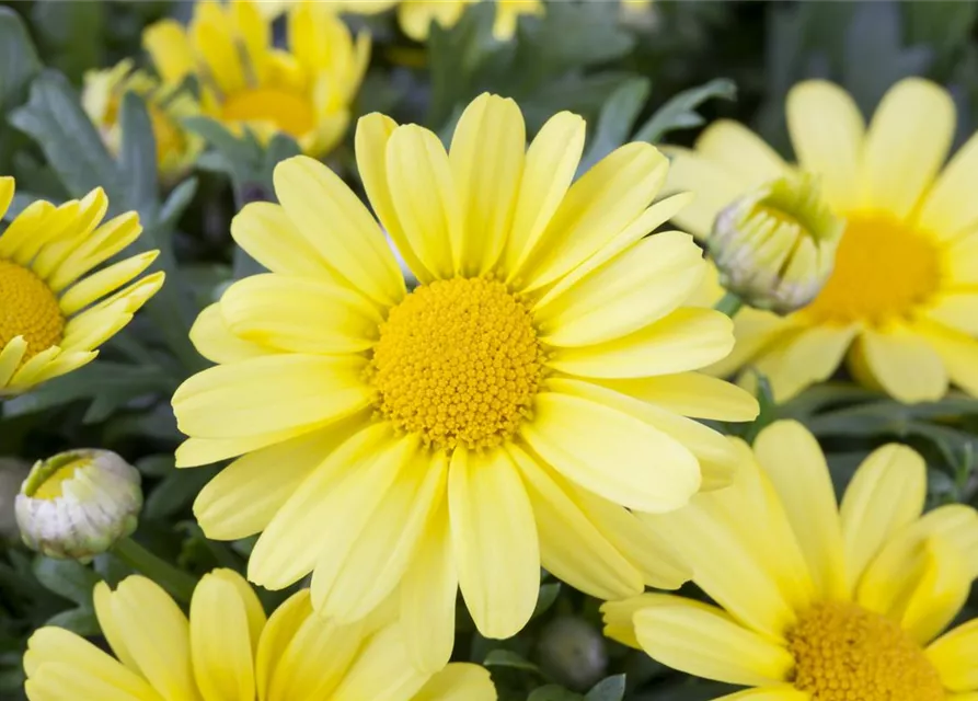 Argyranthemum frutescens, gelb