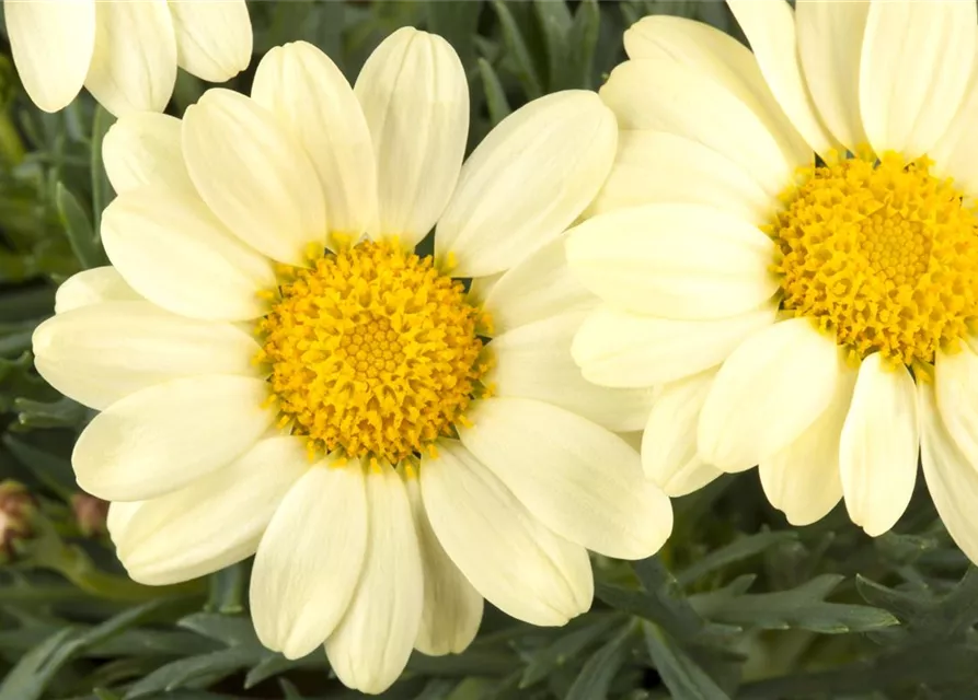 Argyranthemum frutescens, gelb