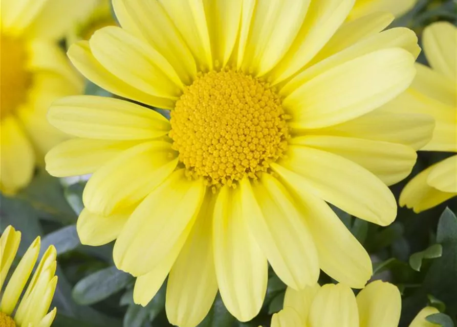 Argyranthemum frutescens, gelb