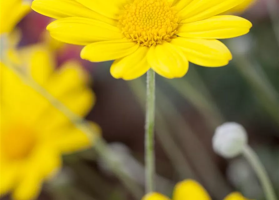 Argyranthemum frutescens, gelb