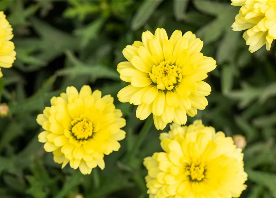 Argyranthemum frutescens, gelb