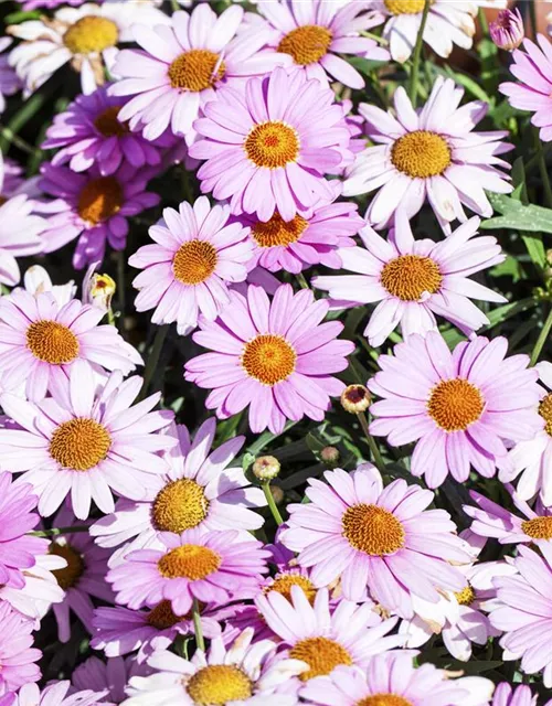 Argyranthemum frutescens, rosa