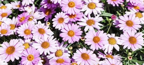 Argyranthemum frutescens, rosa